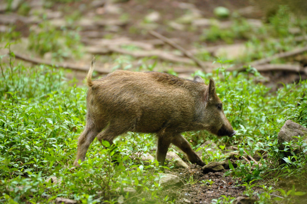 Afrikanische Schweinepest – NRW setzt Schonzeit für Überläufer außer Kraft