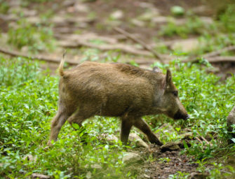 Afrikanische Schweinepest – NRW setzt Schonzeit für Überläufer außer Kraft
