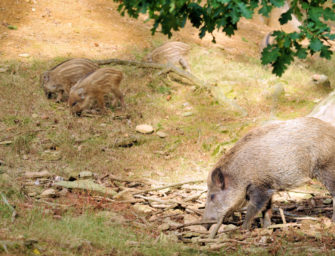 Saupark Springe – Das Jagdgebiet gekrönter Häupter