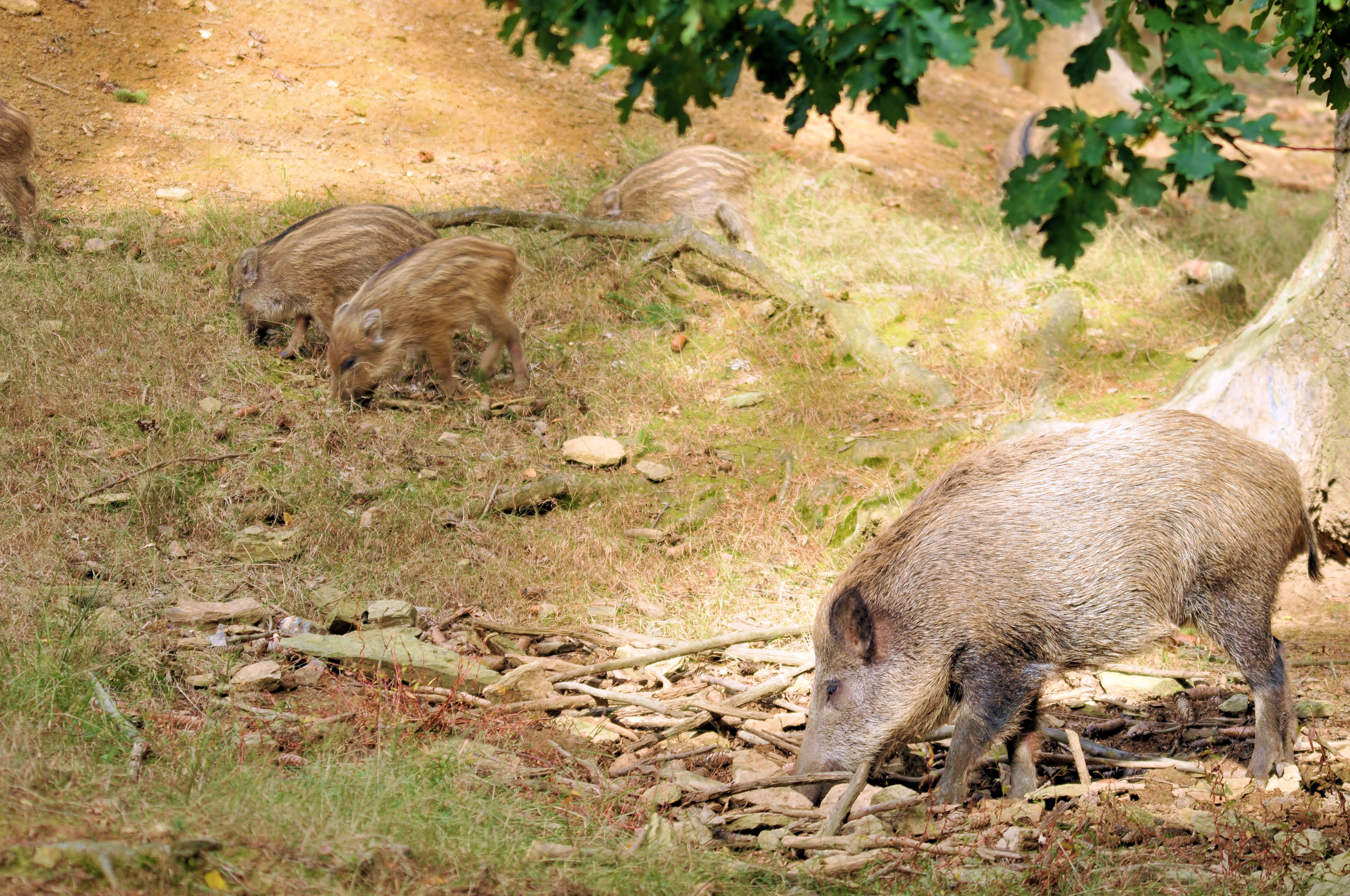 Afrikanische Schweinepest - NRW setzt Schonzeit für Überläufer außer Kraft