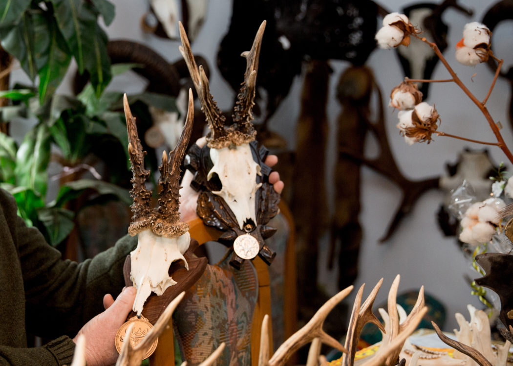Rehbock Rehböcke Bock Bockjagd Roebuck Hunting Jagd Jägermagazin Rehwild Reh