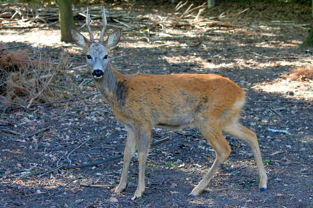 Rehbock Rehböcke Bock Bockjagd Roebuck Hunting Jagd Jägermagazin Rehwild Reh