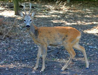Bockparade 2017 – Auf gehts zur Bockjagd!