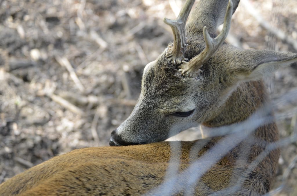 Rehbock Rehböcke Bock Bockjagd Roebuck Hunting Jagd Jägermagazin Rehwild Reh