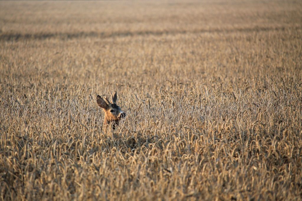 Rehbock Rehböcke Bock Bockjagd Roebuck Hunting Jagd Jägermagazin Rehwild Reh