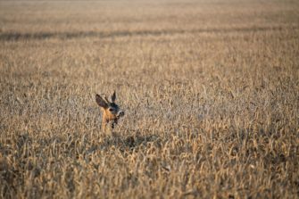 10 Tipps für eine erfolgreiche Jagd in der Blattzeit