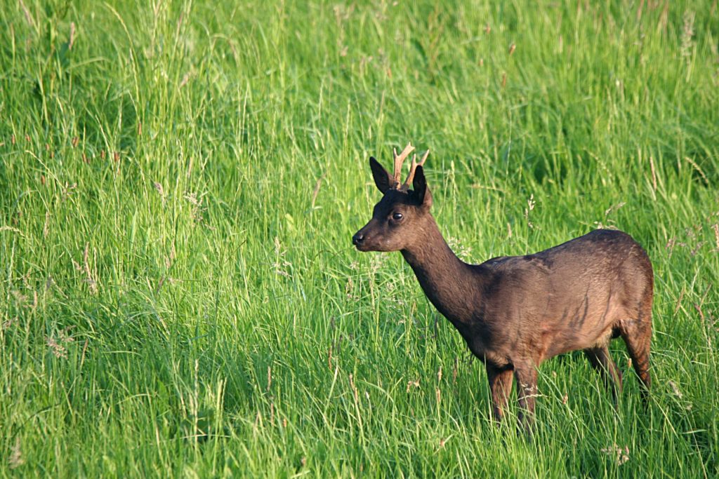 Rehbock Rehböcke Bock Bockjagd Roebuck Hunting Jagd Jägermagazin Rehwild Reh