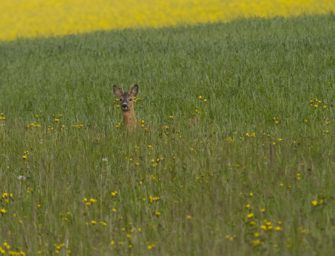 Pfingstböcke – Tipps zum korrekten Ansprechen
