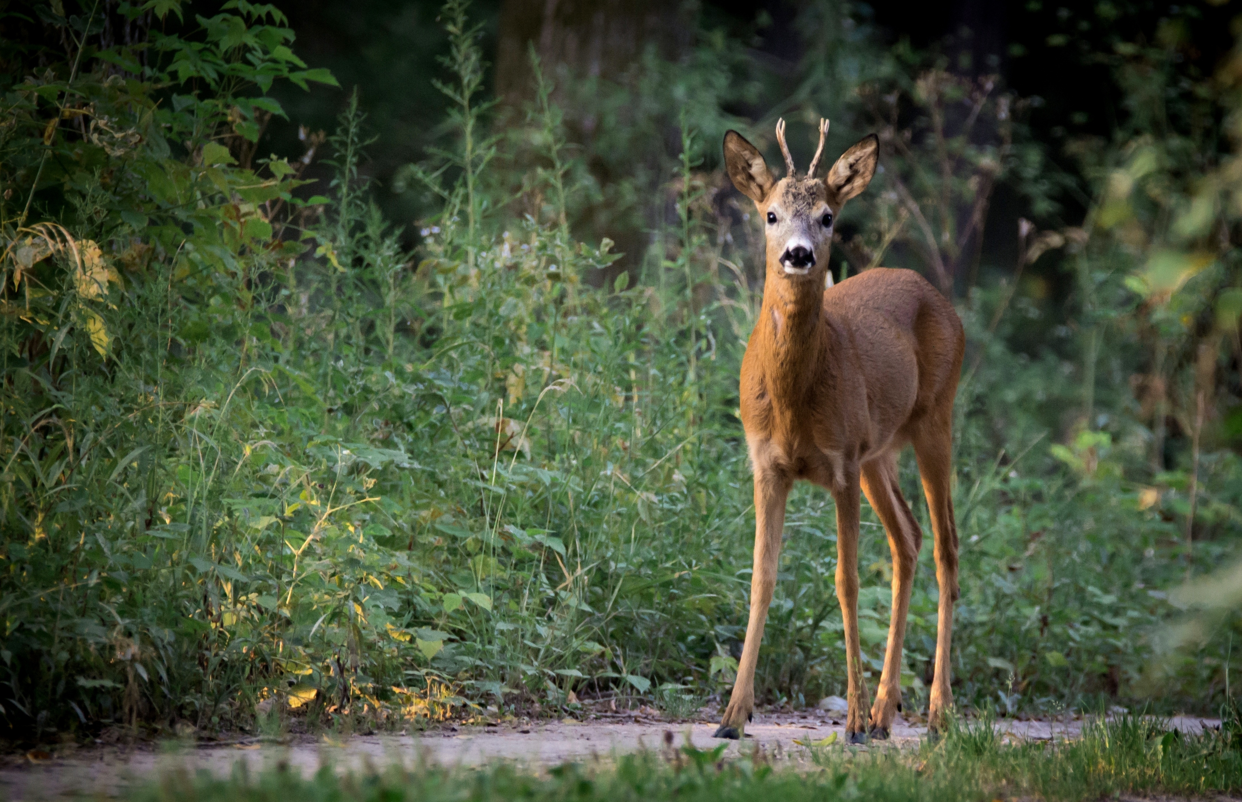 Rehbock Rehböcke Bock Bockjagd Roebuck Hunting Jagd Jägermagazin Rehwild Reh