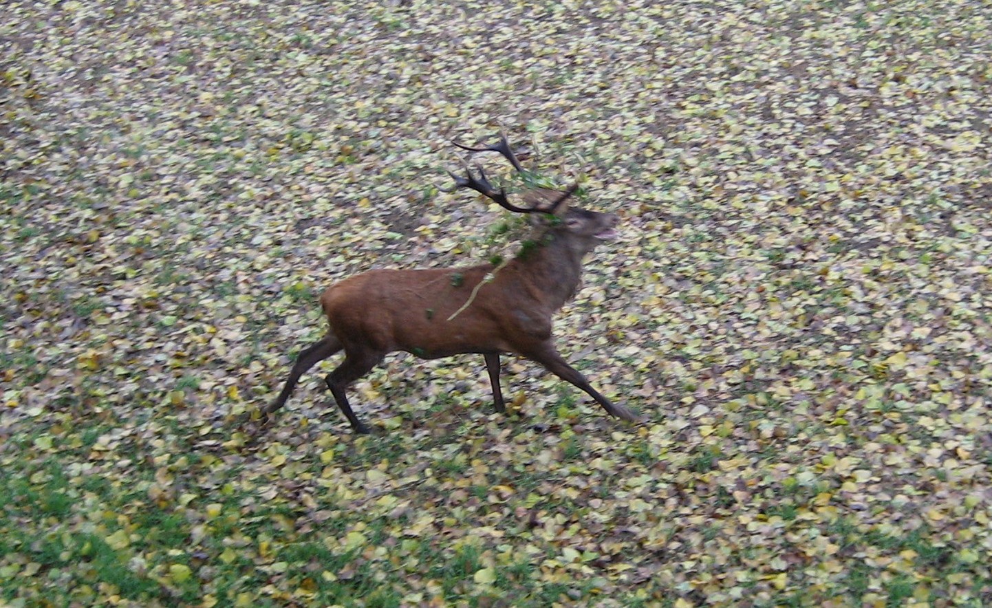 Hirschbrunft