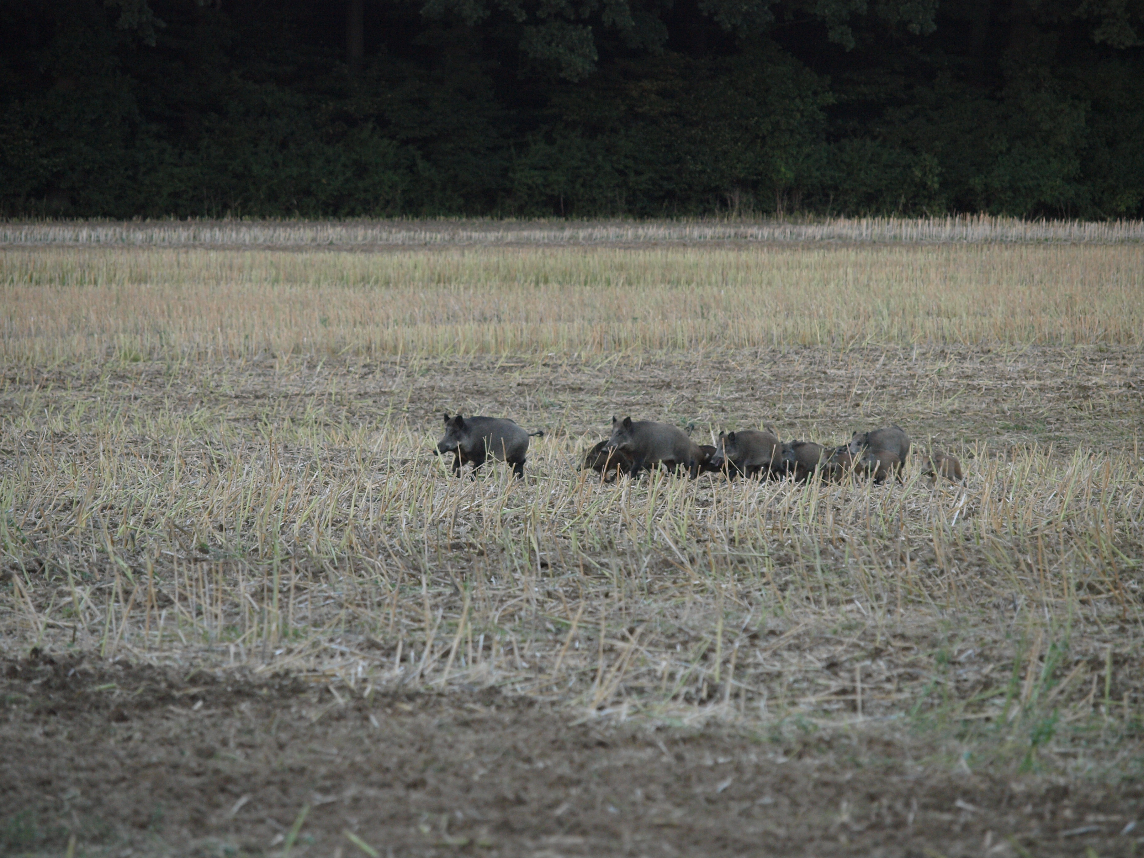 Bauernverband und Jagdverband rufen zu verstärkter Wildschweinjagd auf