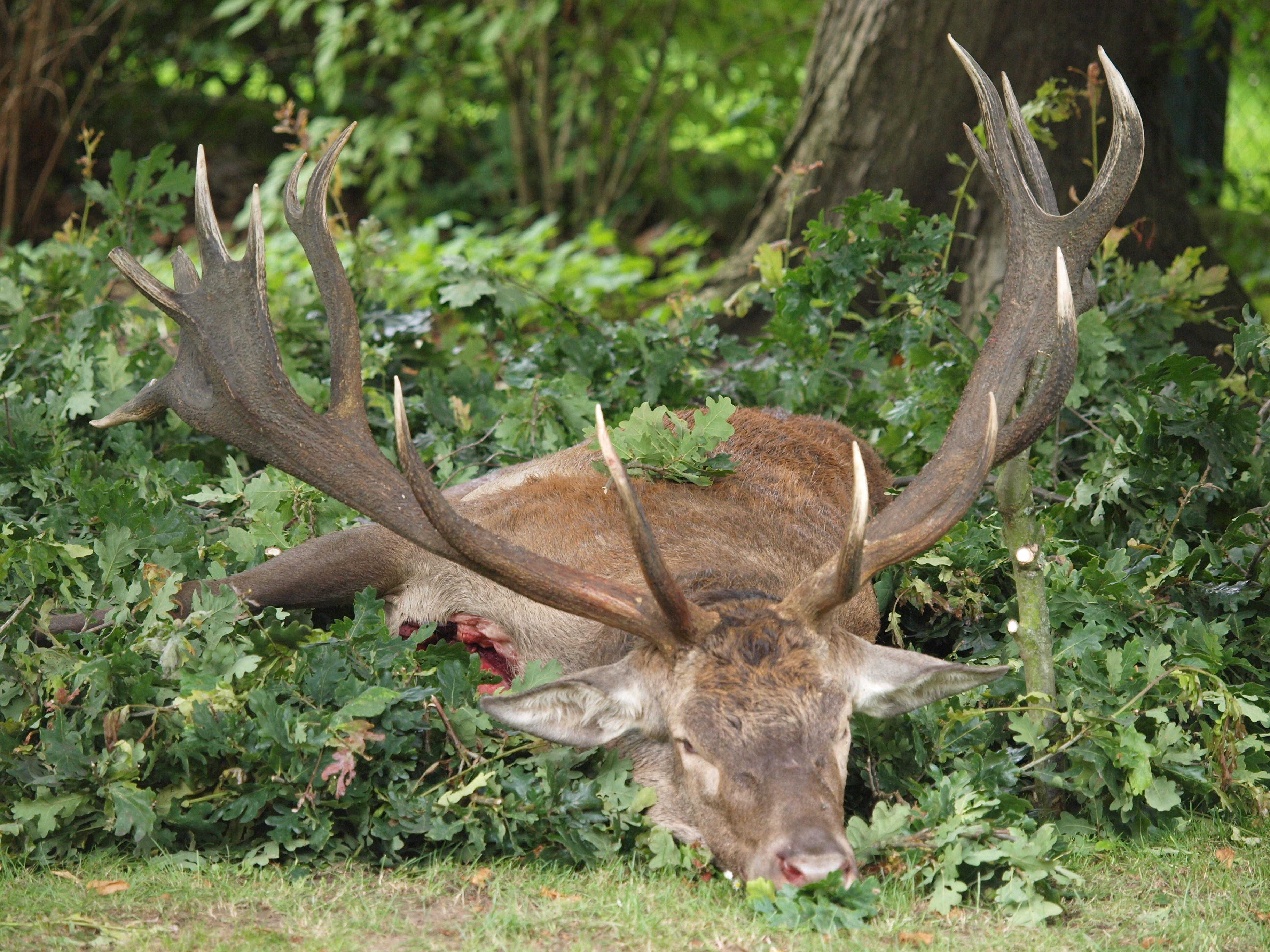 Hirschbrunft