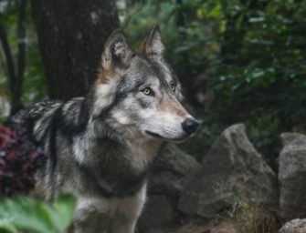 Wolf bald im Jagdrecht aufgenommen? Politik im Streit
