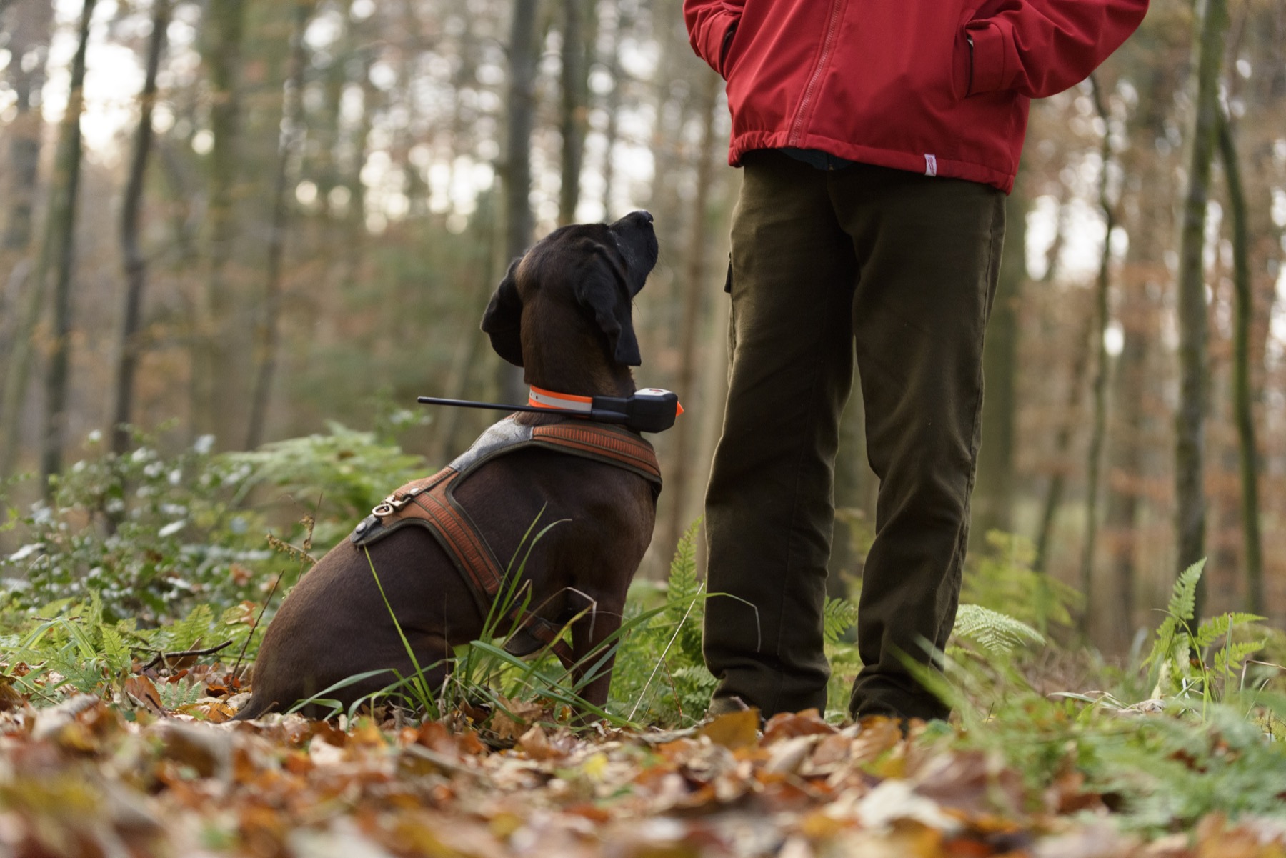 Hundeortung auf der Drückjagd - Der Tracker SUPRA im Einsatz