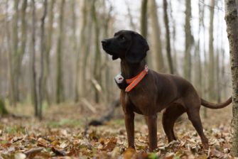Hundeortung auf der Drückjagd – Der Tracker SUPRA im Einsatz