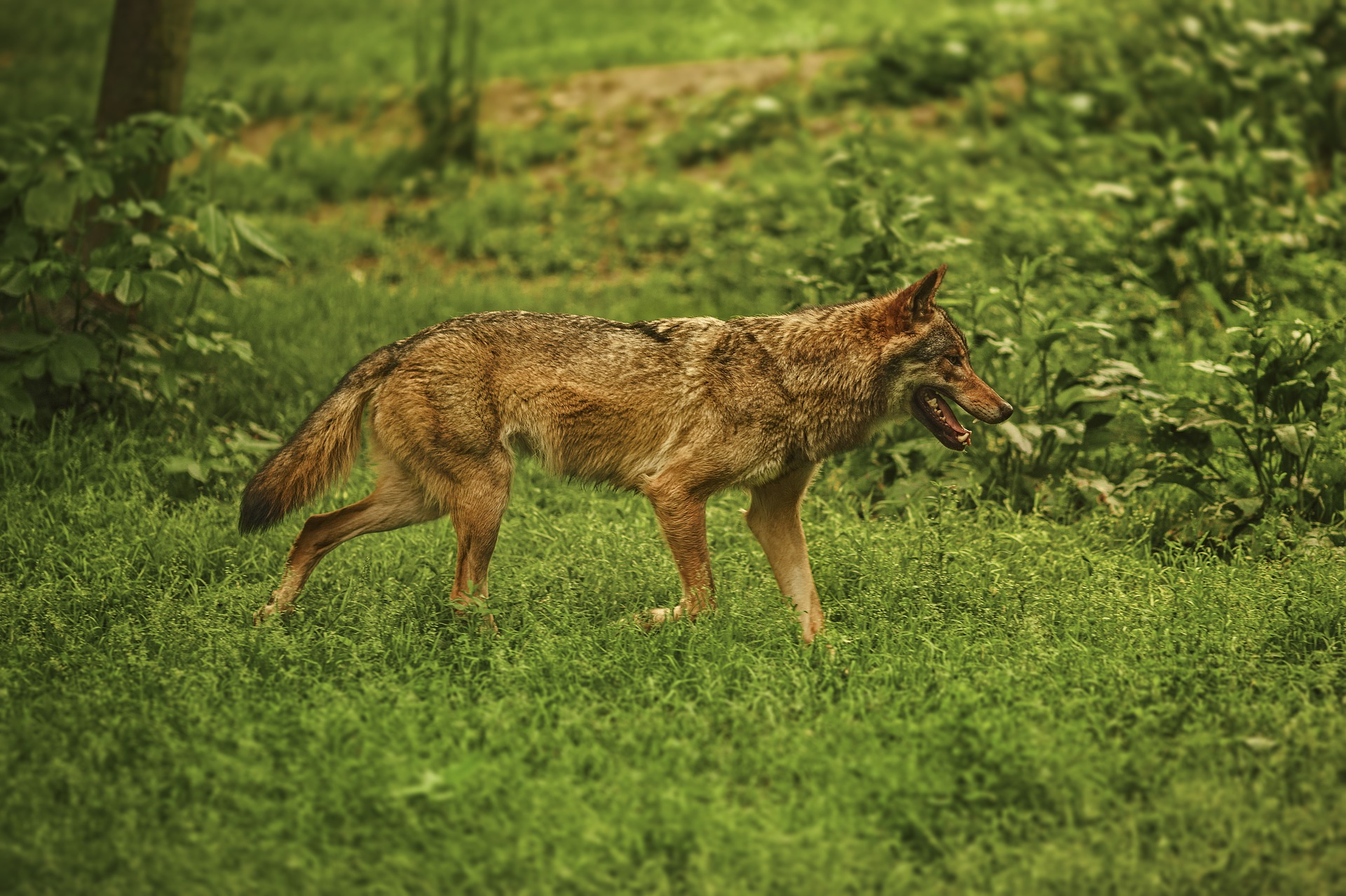 Wolf Wölfe Wollhybride Wolfshybriden Jägermagazin