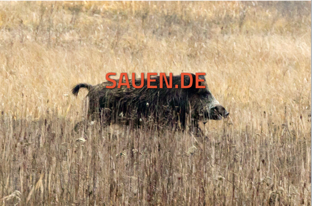 sauen.de pvh-1401-ungarn-2404 Gesellschaftsjagd Sauen