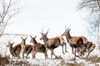 JÄGER-Test: Von wegen billig! Preiswerte Drückjagd-Zielfernrohre