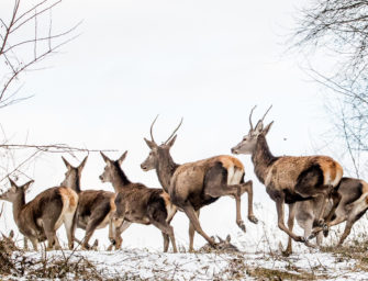 JÄGER-Test: Von wegen billig! Preiswerte Drückjagd-Zielfernrohre