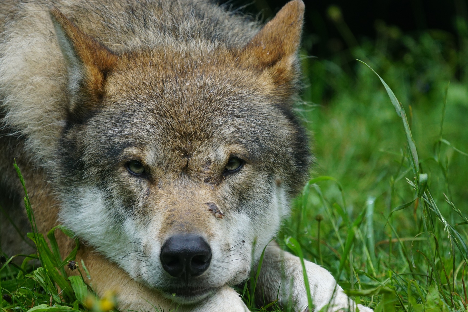 Wolf Wölfe Wollhybride Wolfshybriden Jägermagazin