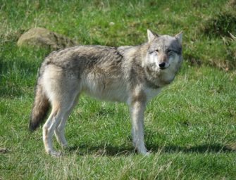 Bundesweites Wolfmanagement gefordert