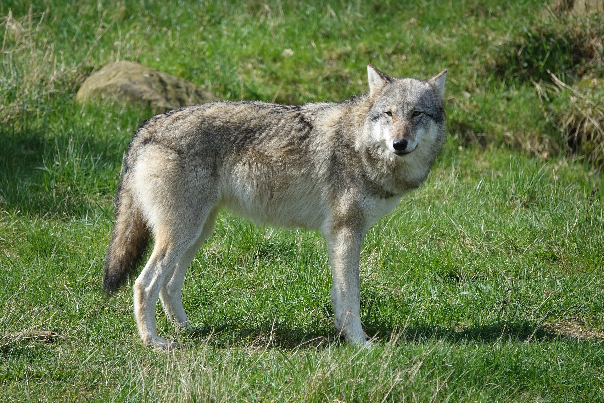 Wolf Wölfe Wollhybride Wolfshybriden Jägermagazin
