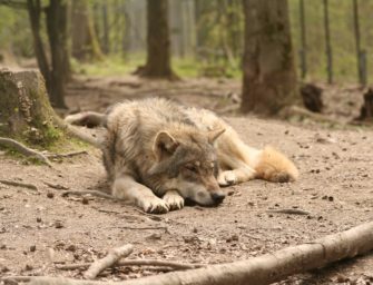 Wolfshybriden in Deutschland