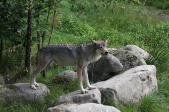 Wolf in der Heide illegal geschossen