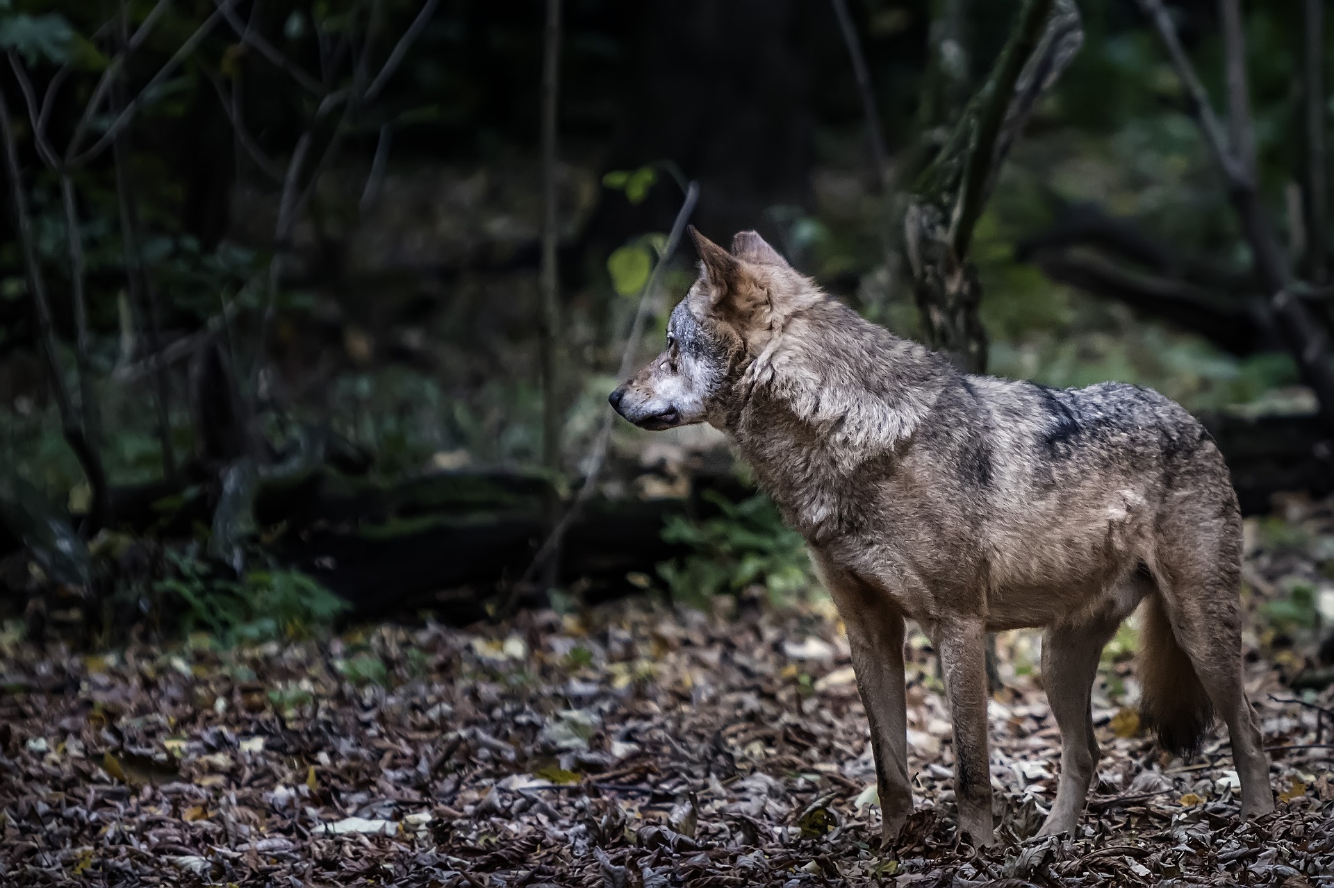 Wolf Wölfe Wolf im Faktencheck Wölfe Deutschland canis lupus jäger Jagd Natur bald fort nutztier