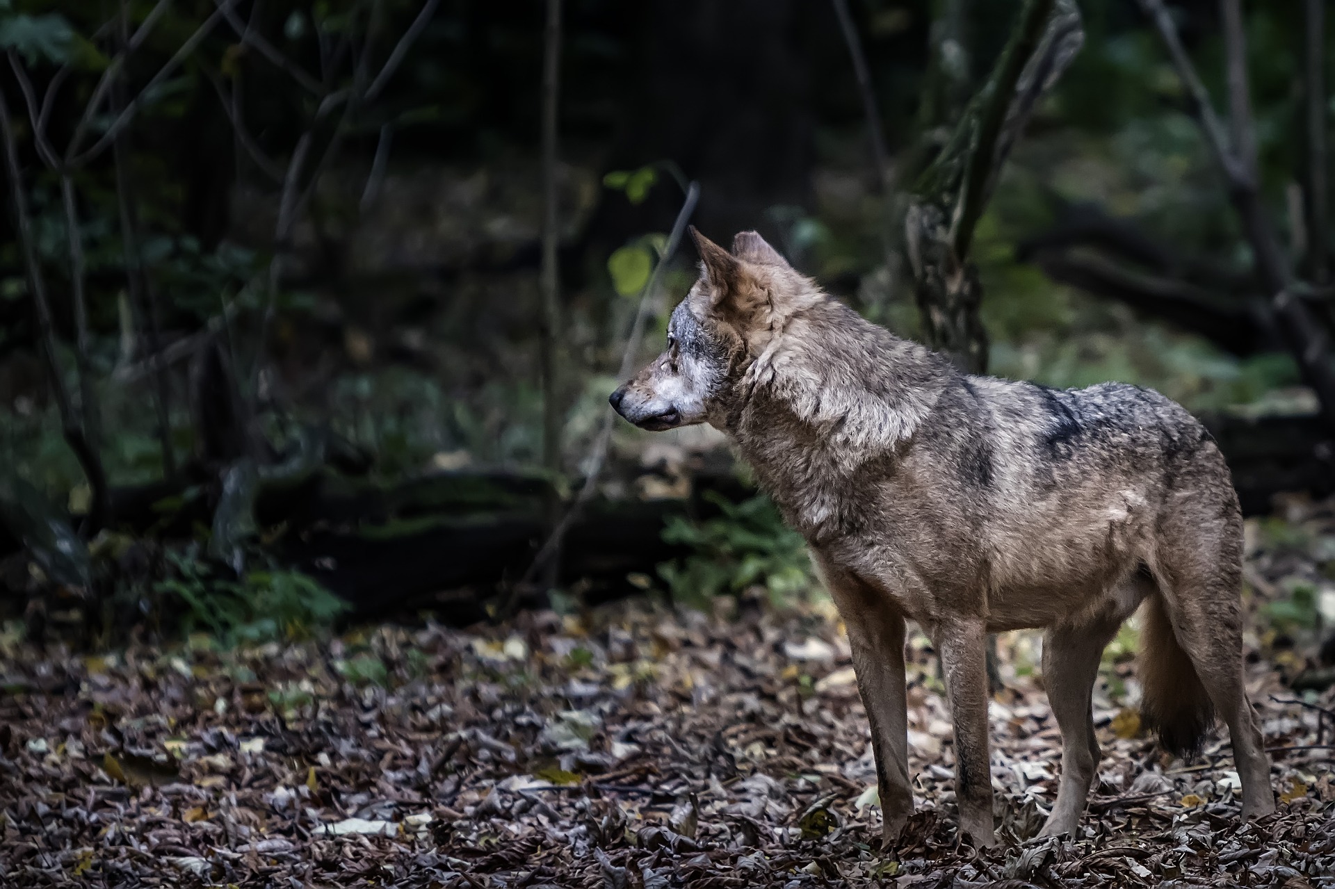 10 Marchen Zum Thema Wolf Im Faktencheck Was Stimmt Wirklich