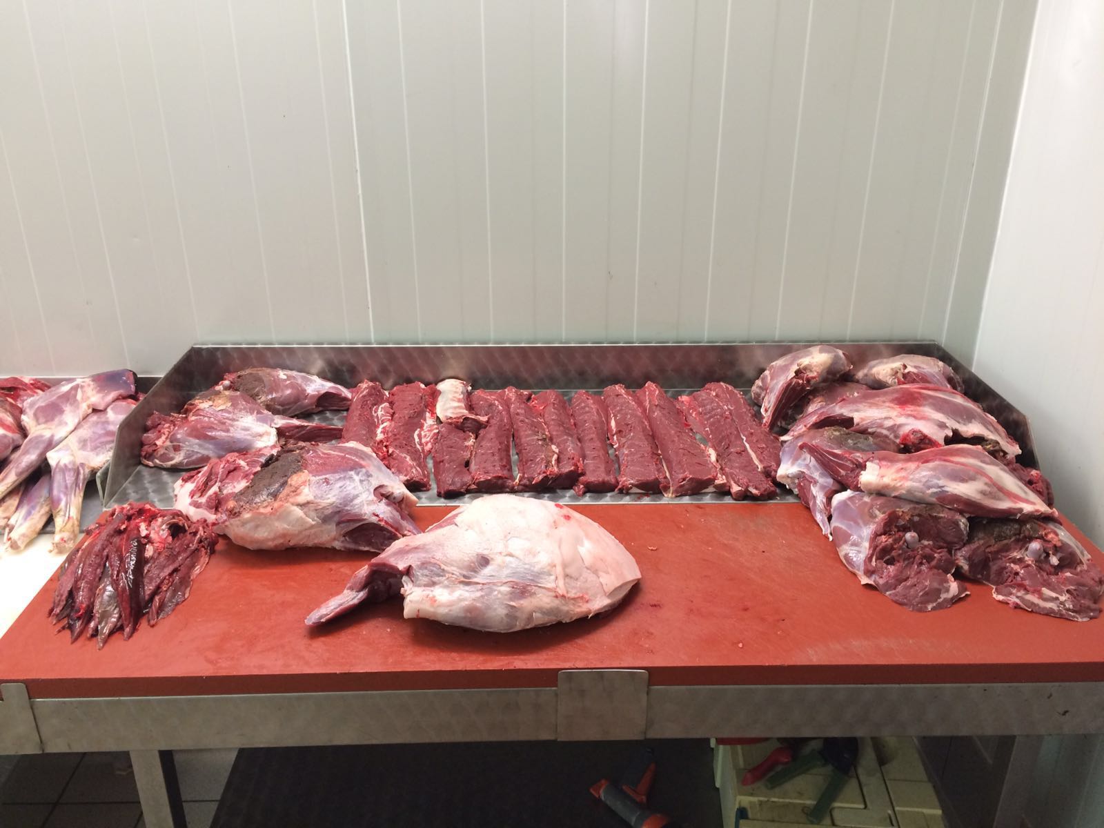 Wie überträgt sich die Aujeszkysche Krankheit? Was ist die Aujetzkische Krankheit Sauen Wildschwein Keiler Strecke Wildbret Schweinefleisch Wie schütze ich meinen Hund vor der Aujeszkyschen Krankheit Aufbrechen Schwarzwild Wildkammer Wild Eingeweide