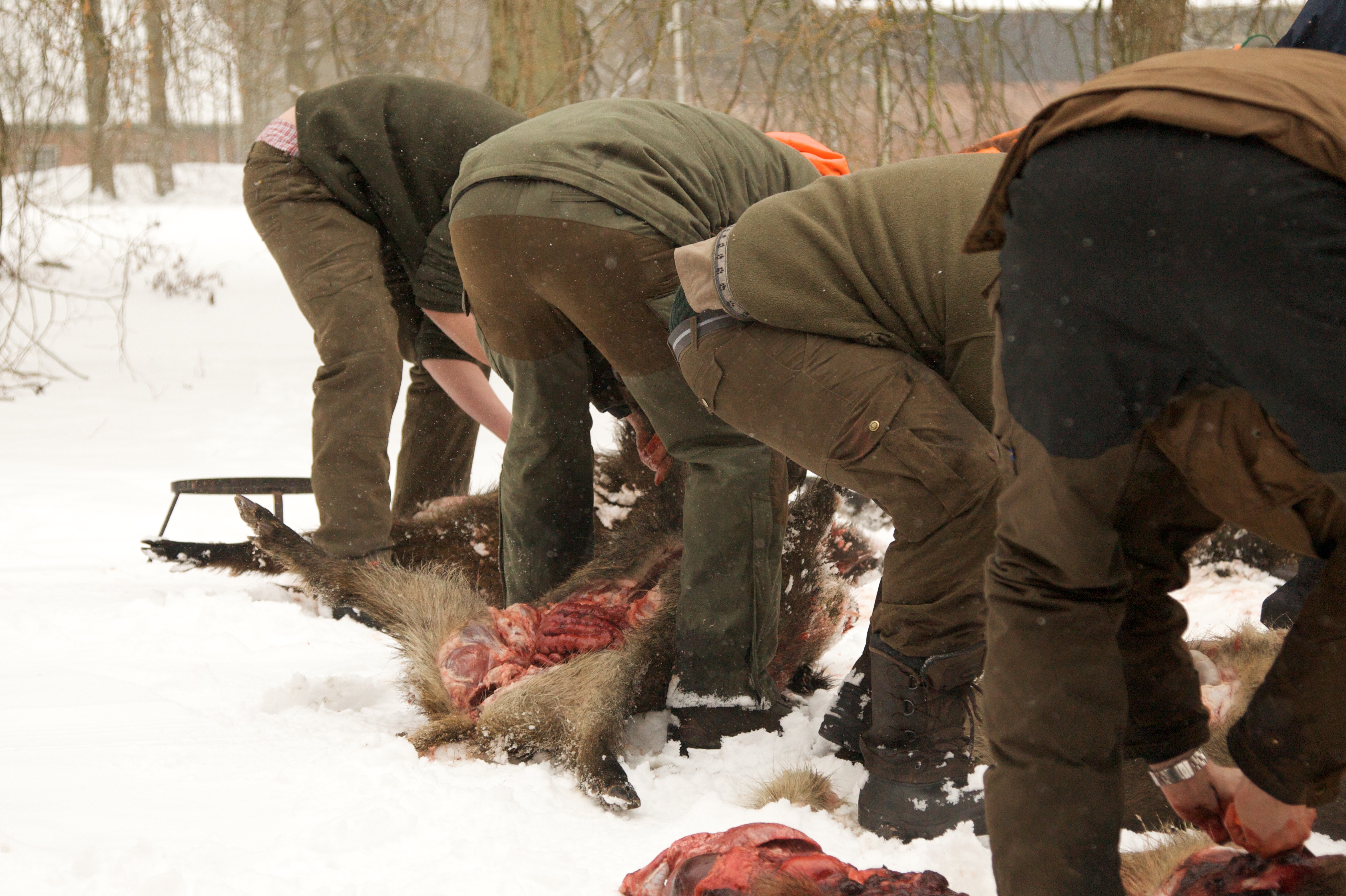 Wie überträgt sich die Aujeszkysche Krankheit? Was ist die Aujetzkische Krankheit Sauen Wildschwein Keiler Strecke Wildbret Schweinefleisch Wie schütze ich meinen Hund vor der Aujeszkyschen Krankheit Aufbrechen Schwarzwild Wildkammer Wild Eingeweide