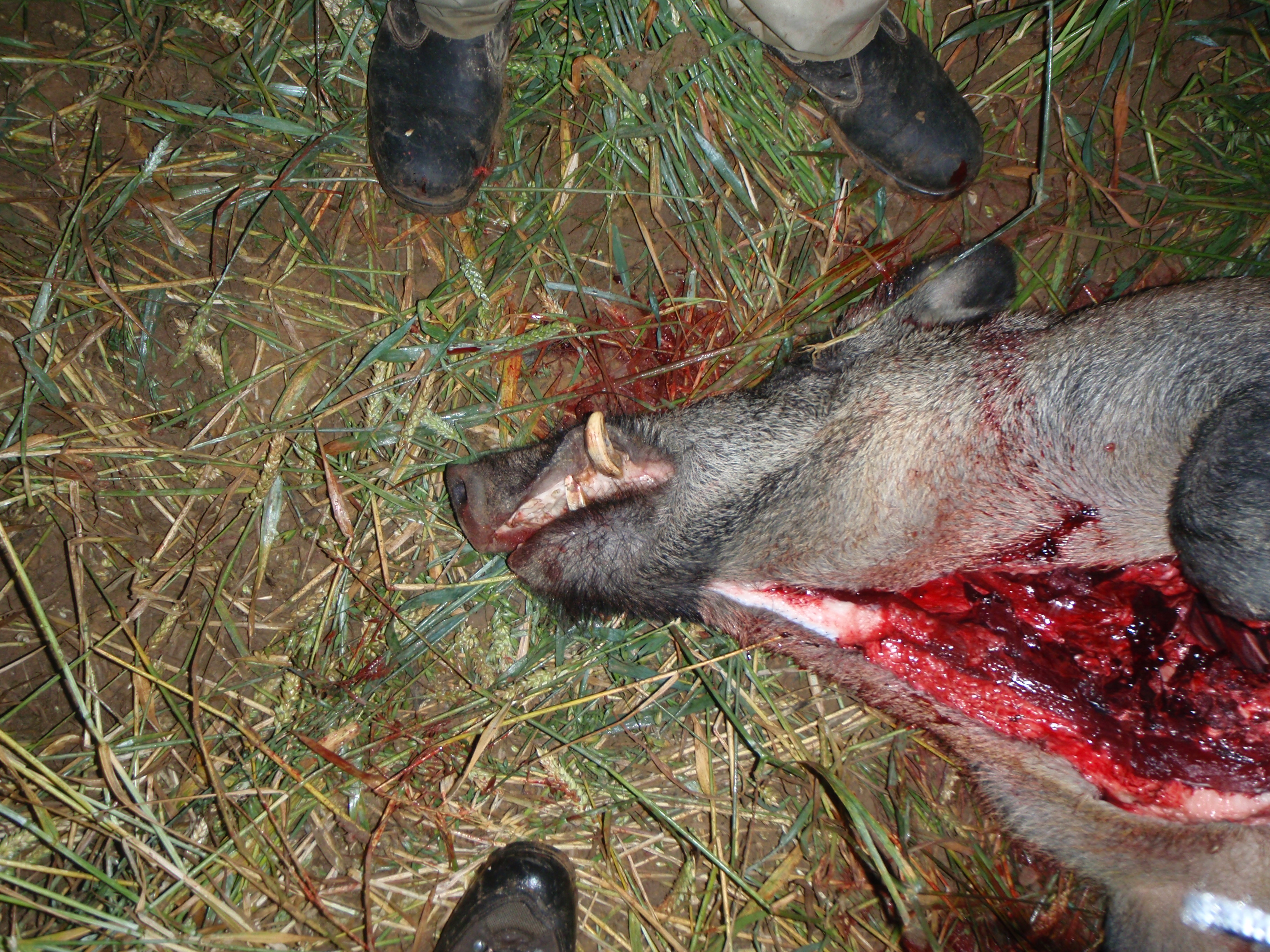 Wie überträgt sich die Aujeszkysche Krankheit? Was ist die Aujetzkische Krankheit Sauen Wildschwein Keiler Strecke Wildbret Schweinefleisch Wie schütze ich meinen Hund vor der Aujeszkyschen Krankheit Aufbrechen Schwarzwild Wildkammer Wild Eingeweide