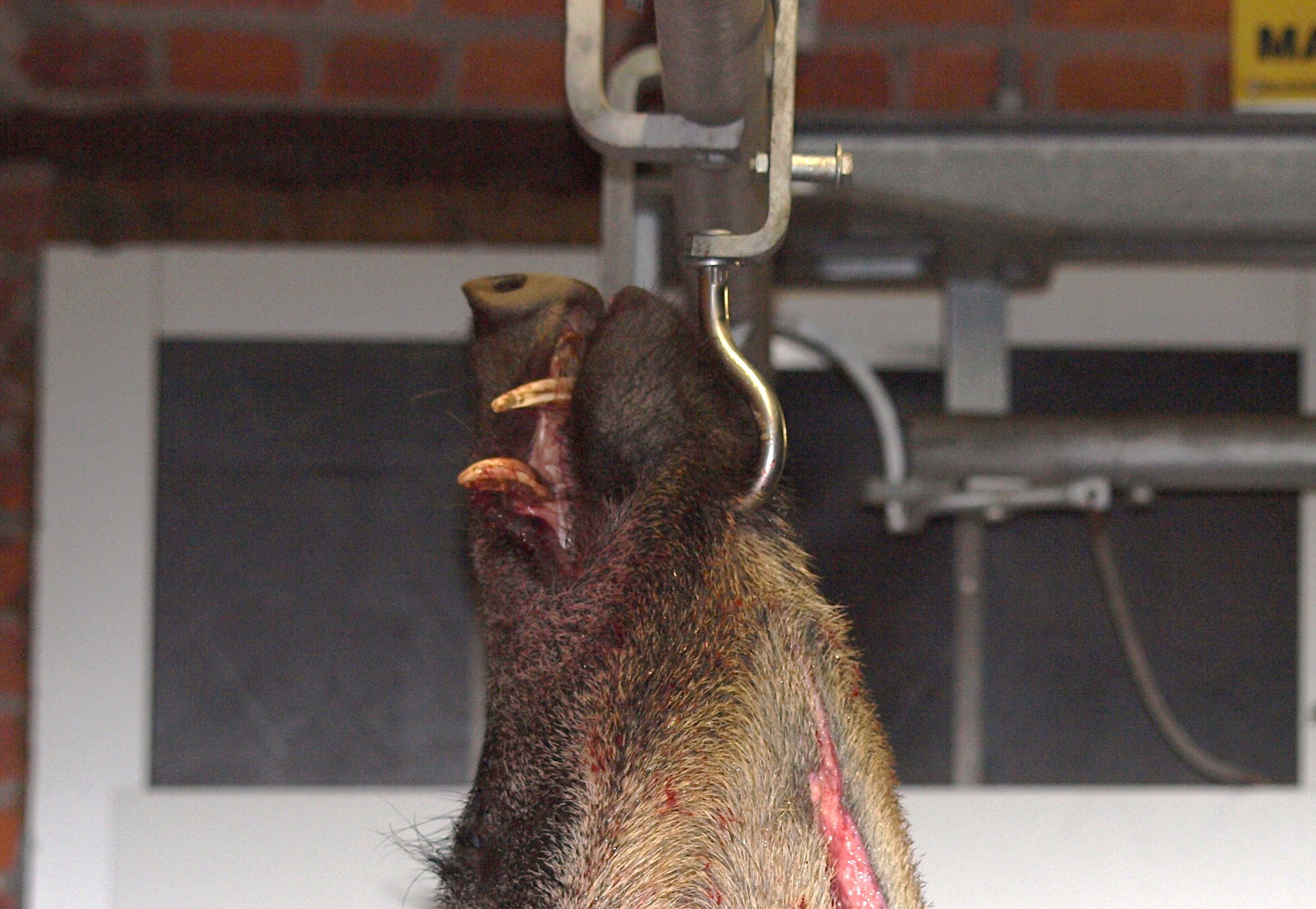 Wie überträgt sich die Aujeszkysche Krankheit? Was ist die Aujetzkische Krankheit Sauen Wildschwein Keiler Strecke Wildbret Schweinefleisch Wie schütze ich meinen Hund vor der Aujeszkyschen Krankheit Aufbrechen Schwarzwild Wildkammer Wild Eingeweide