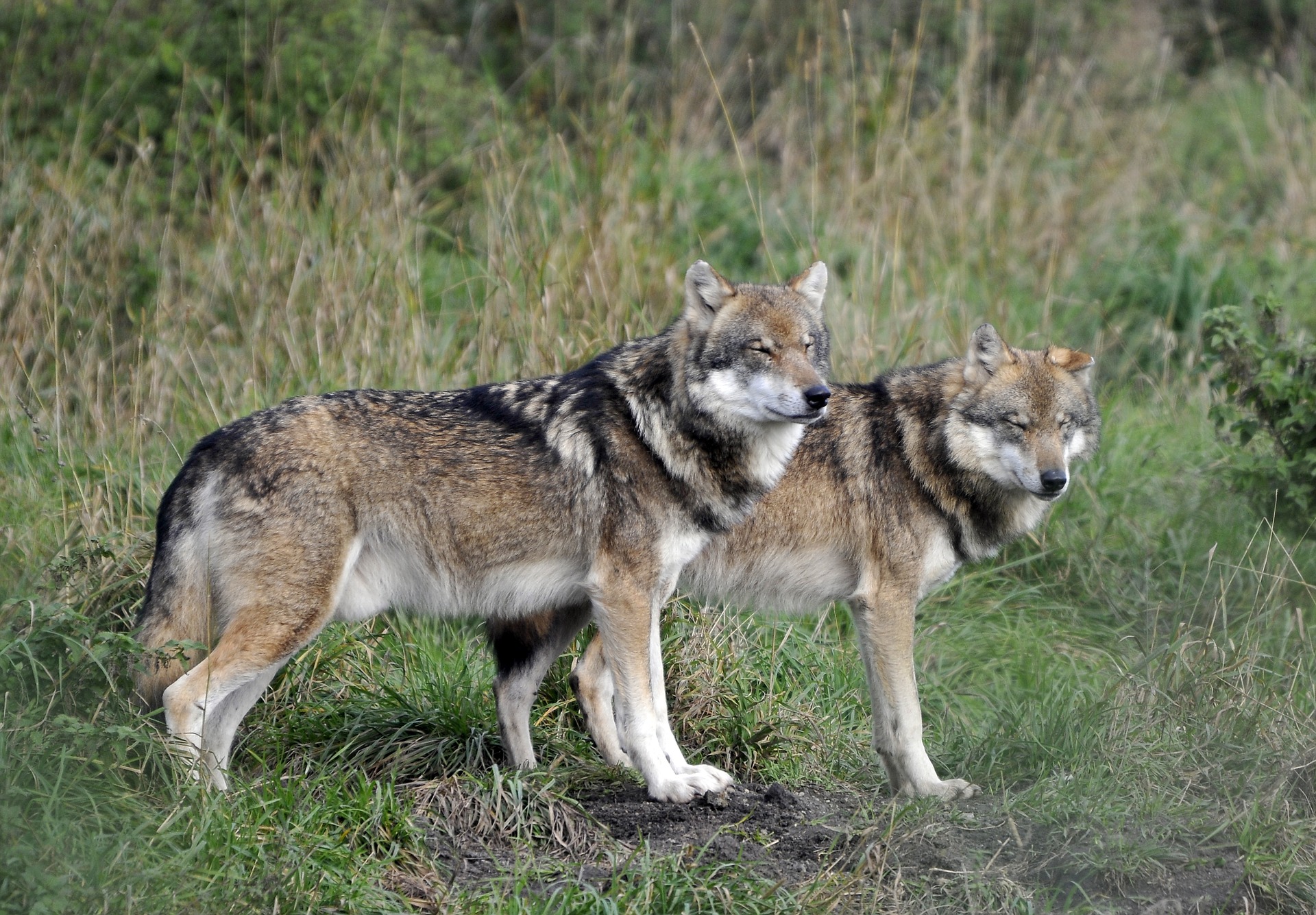 10 Marchen Zum Thema Wolf Im Faktencheck Was Stimmt Wirklich