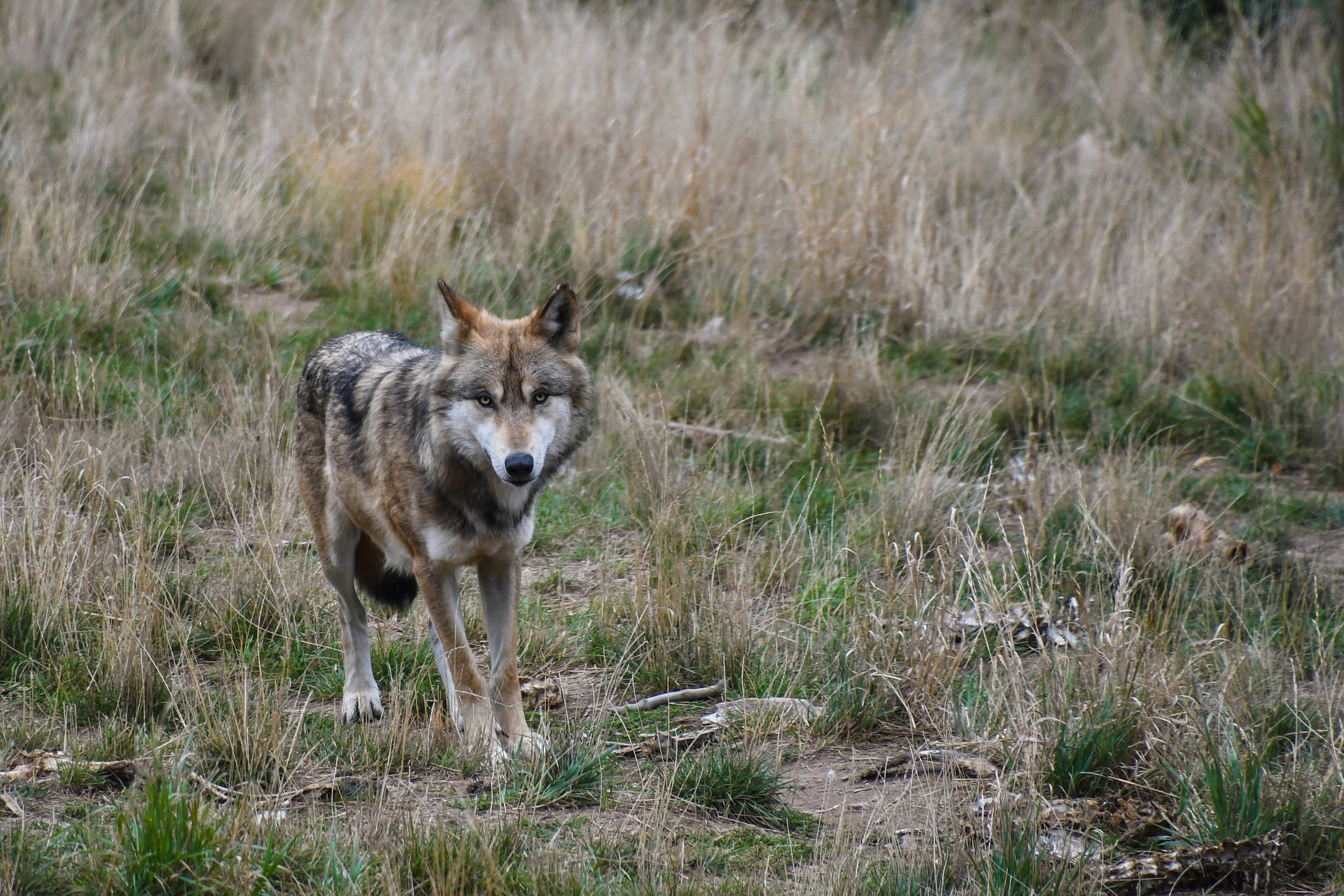 Wolf Wölfe Wolf im Faktencheck Wölfe Deutschland canis lupus jäger Jagd Natur bald fort nutztier