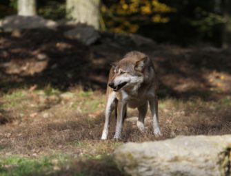 Wolf tötet Hunde – Zwei Vierbeiner in Sachsen gerissen