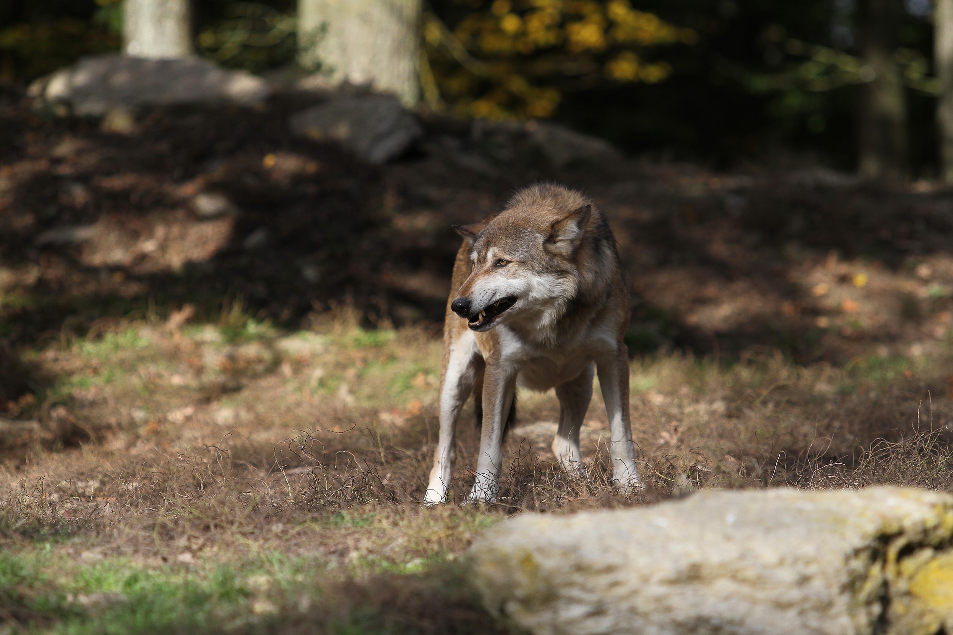 Wolf tötet Hunde Zwei Vierbeiner in Sachsen gerissen