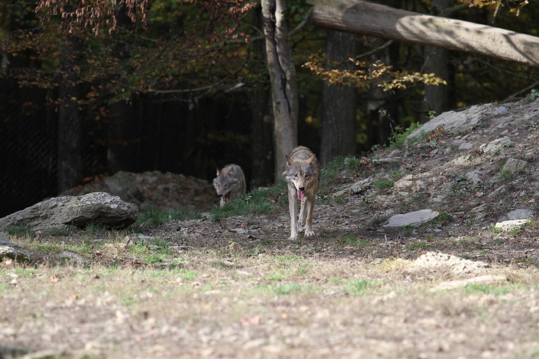 Wolf Wölfe Wolf im Faktencheck Wölfe Deutschland canis lupus jäger Jagd Natur bald fort nutztier
