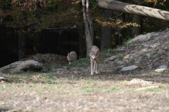 Insgesamt schon 14 Wolfsrudel in Niedersachen