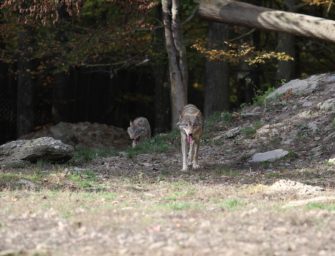 Insgesamt schon 14 Wolfsrudel in Niedersachen