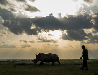 Letztes männliches Nördliches Breitmaulnashorn gestorben