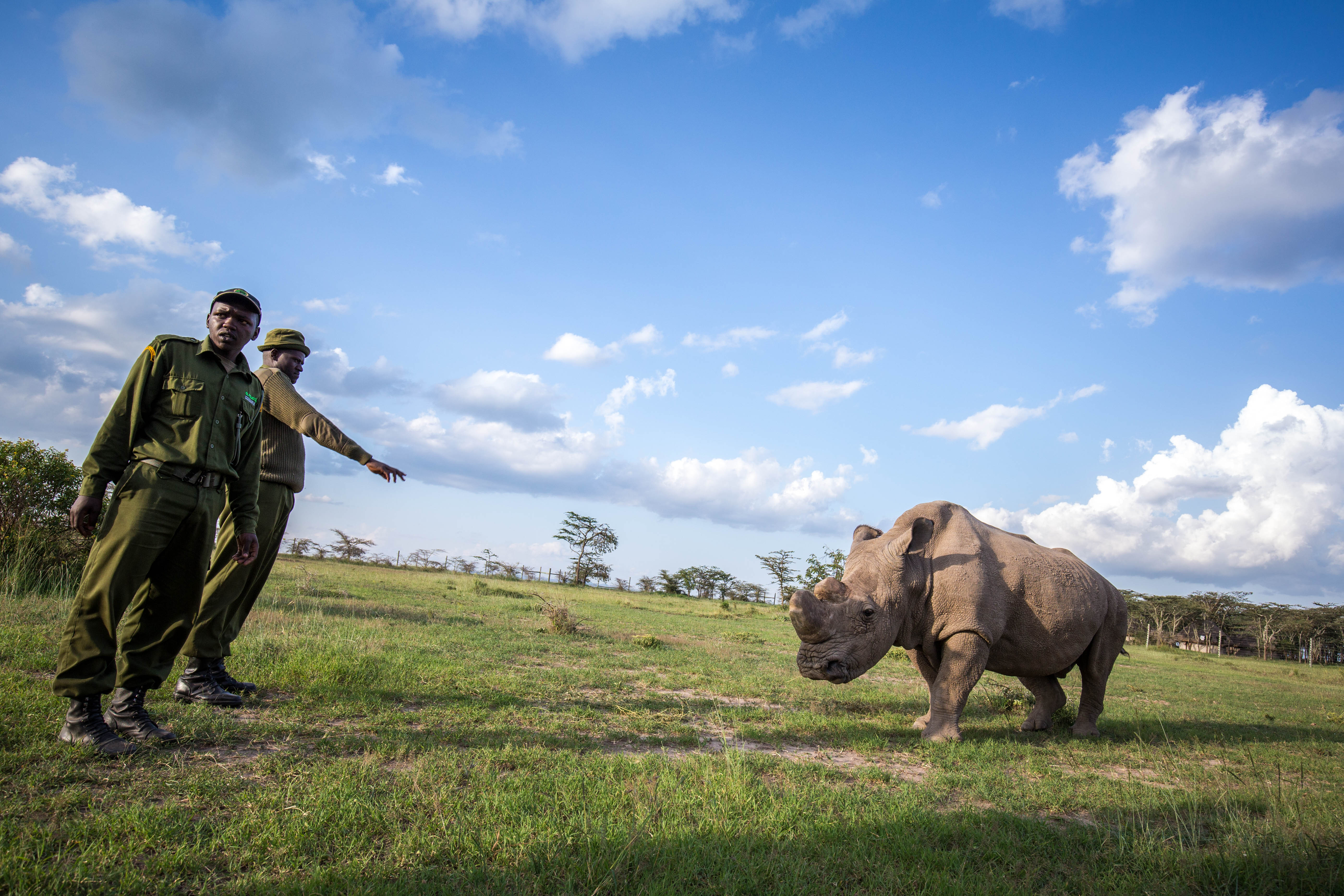 Letztes männliches Nördliches Breitmaulnashorn gestorben