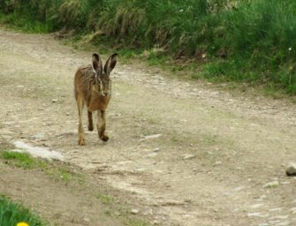 Der Bestand an Feldhasen ist stabil
