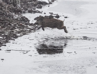 Bundesrat beschließt Maßnahmen zur ASP-Prävention