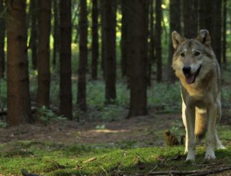 Filmempfehlung: „Auf der Jagd – Wem gehört die Natur?“