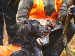 Niedersachsen führt eine Wildschweinprämie ein, um der ASP vorzubeugen. Pro Stück Fallwild und erlegten Wildschwein zahlt das Land 50 Euro.