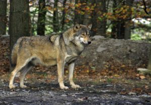 NABU und BUND finden klare Worte gegen die Wolfsinitiative von Niedersachsen, Sachsen und Brandenburg. Einen Wolfsabschuss zu erleichtern lehnen sie ab.