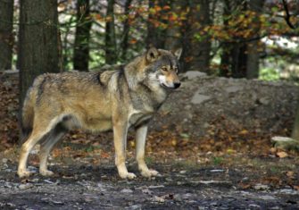 DJV fordert die Aufnahme des Wolfs in das Bundesjagdgesetz