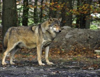 DJV fordert die Aufnahme des Wolfs in das Bundesjagdgesetz